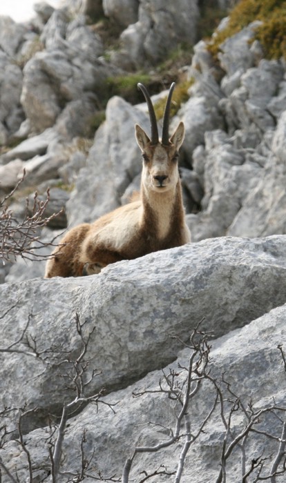 Camoscio d''Abruzzo Rupicapra pyrenaica ornata